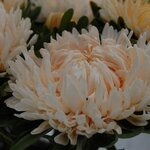 Apple-Rose-Yellow SX3-11 Нет в наличии