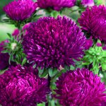 Dark Pink SX3-2 Нет в наличии