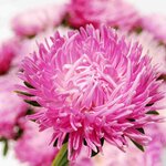 Lilac Rose SX3-10 