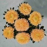 Orange SX3-9  