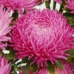 Dusky Pink SX3-6 