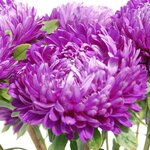 Violet Blue SX3-12  