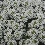 Алиссум (лобулярия) White