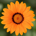 Orange S10-02