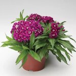 Purple S21-4