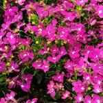 Rose нет в наличии