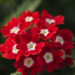 Scarlet with Eye  S3-04 