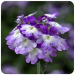 Twister Purple Shades - Нет в наличии. Замена на Blue  S3-03 