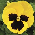 Queen Yellow Bee S20-4