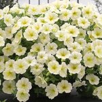 Lemon T1-11 нет в наличии