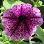Purple vein T1-9 нет в наличии