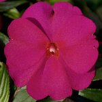 Укорененные черенки Бальзамина, Impatiens Bounce Lavender Flame