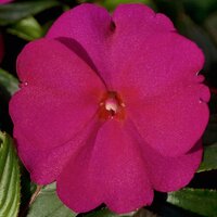 Укорененные черенки Бальзамина, Impatiens Bounce Lavender Flame