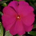 Укорененные черенки Бальзамина, Impatiens Bounce Lavender Flame