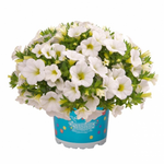 Укорененные черенки  Калибрахоа Aloha Kona White