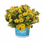 Укорененные черенки  Калибрахоа Aloha Kona Yellow