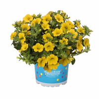 Укорененные черенки  Калибрахоа Aloha Kona Yellow