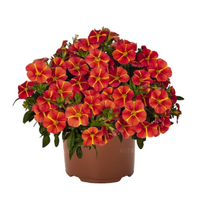 Укорененные черенки Калибрахоа Aloha Classic Cart Wheel