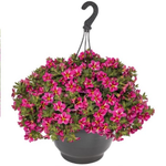 Укорененные черенки  Калибрахоа Aloha Classic Pink Cart Wheel