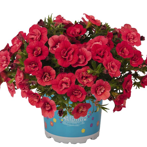Укорененные черенки  Калибрахоа Aloha Double Cherry Red