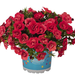 Укорененные черенки  Калибрахоа Aloha Double Cherry Red