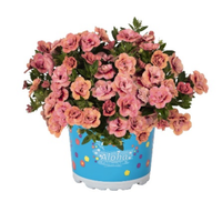 Укорененные черенки  Калибрахоа Aloha Double Apricot