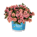 Укорененные черенки  Калибрахоа Aloha Double Apricot