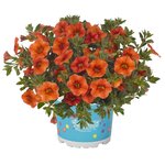 Укорененные черенки  Калибрахоа Aloha Kona Hot Orange