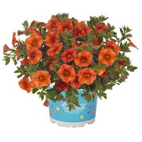 Укорененные черенки  Калибрахоа Aloha Kona Hot Orange