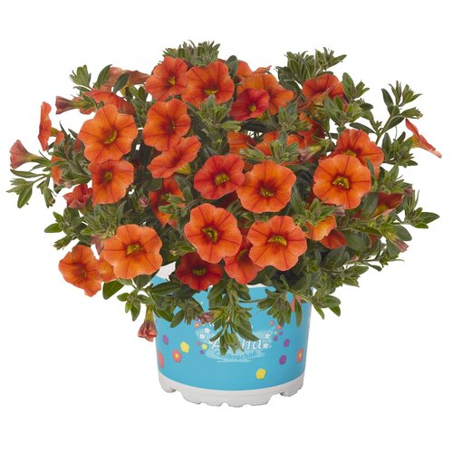 Укорененные черенки  Калибрахоа Aloha Kona Hot Orange