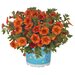 Укорененные черенки  Калибрахоа Aloha Kona Hot Orange