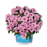 Укорененные черенки Калибрахоа Aloha Double Soft Pink Eye