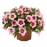 Укорененные черенки Калибрахоа Bloomtastic Rose Qart