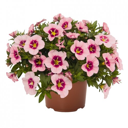 Укорененные черенки Калибрахоа Bloomtastic Rose Qart