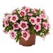 Укорененные черенки Калибрахоа Bloomtastic Rose Qart