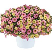 Укорененные черенки Калибрахоа Ombre Pink