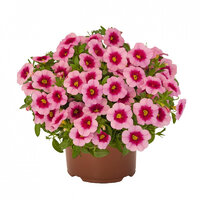 Укорененные черенки Калибрахоа Aloha Kona Tiki Pink