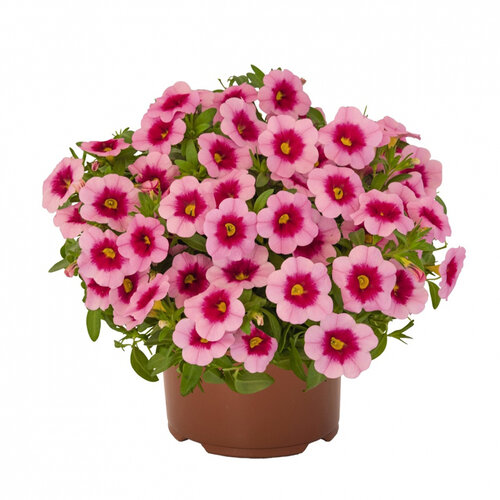 Укорененные черенки Калибрахоа Aloha Kona Tiki Pink