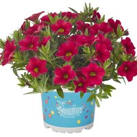 Укорененные черенки Калибрахоа Aloha Kona Cherry Red