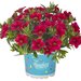 Укорененные черенки Калибрахоа Aloha Kona Cherry Red
