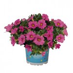 Укорененные черенки Калибрахоа Aloha Kona Pink