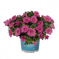 Укорененные черенки Калибрахоа Aloha Kona Pink