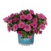 Укорененные черенки Калибрахоа Aloha Kona Pink
