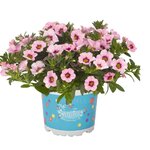 Укорененные черенки  Калибрахоа Aloha Kona Tiki Soft Pink