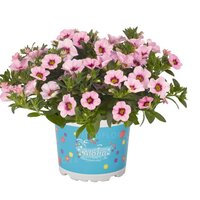 Укорененные черенки  Калибрахоа Aloha Kona Tiki Soft Pink