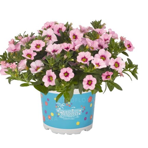 Укорененные черенки  Калибрахоа Aloha Kona Tiki Soft Pink