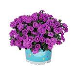 Укорененные черенки Калибрахоа Aloha Double DARK Pink