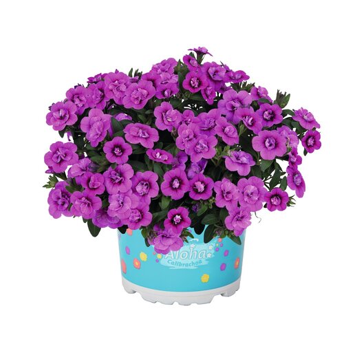 Укорененные черенки Калибрахоа Aloha Double DARK Pink