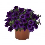 Укорененные черенки Калибрахоа Bloomtastic Purple