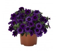 Укорененные черенки Калибрахоа Bloomtastic Purple